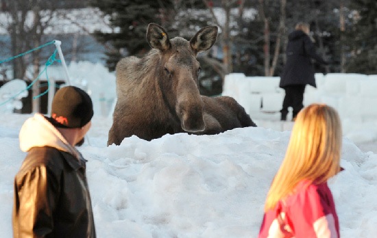 Aai een eland in Anchorage